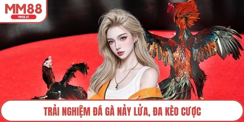 Trải nghiệm đá gà nảy lửa, đa kèo cược